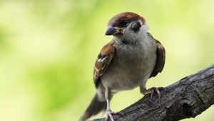 Preview wallpaper sparrow, bird, branch, sit