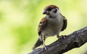 Preview wallpaper sparrow, bird, branch, sit