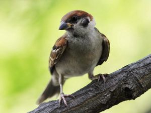 Preview wallpaper sparrow, bird, branch, sit