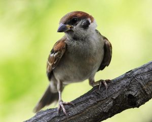 Preview wallpaper sparrow, bird, branch, sit