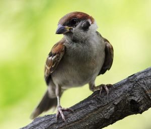 Preview wallpaper sparrow, bird, branch, sit