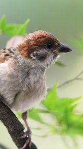 Preview wallpaper sparrow, bird, branch, sit, greens