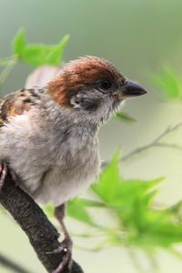 Preview wallpaper sparrow, bird, branch, sit, greens