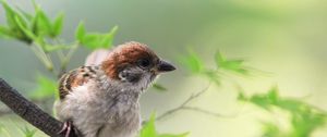 Preview wallpaper sparrow, bird, branch, sit, greens