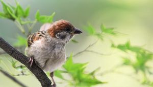 Preview wallpaper sparrow, bird, branch, sit, greens