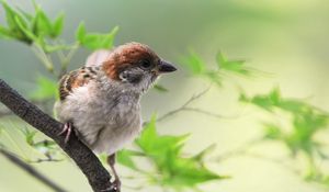 Preview wallpaper sparrow, bird, branch, sit, greens