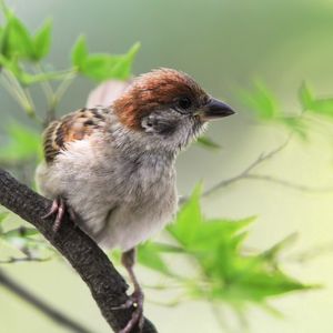 Preview wallpaper sparrow, bird, branch, sit, greens