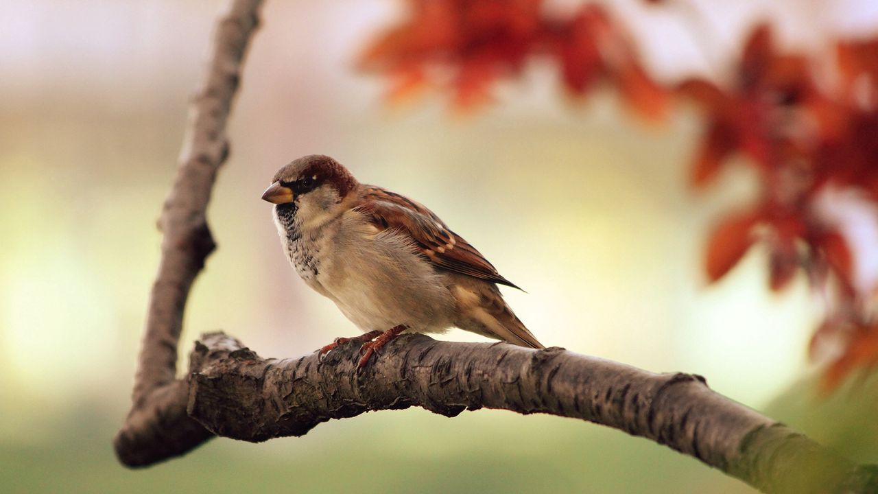 Wallpaper sparrow, bird, branch, sit