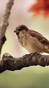 Preview wallpaper sparrow, bird, branch, sit