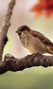 Preview wallpaper sparrow, bird, branch, sit