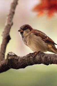 Preview wallpaper sparrow, bird, branch, sit