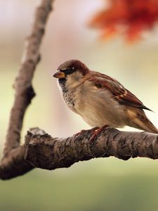 Preview wallpaper sparrow, bird, branch, sit