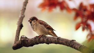 Preview wallpaper sparrow, bird, branch, sit