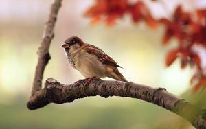 Preview wallpaper sparrow, bird, branch, sit