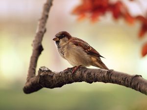 Preview wallpaper sparrow, bird, branch, sit