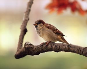 Preview wallpaper sparrow, bird, branch, sit