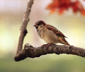 Preview wallpaper sparrow, bird, branch, sit