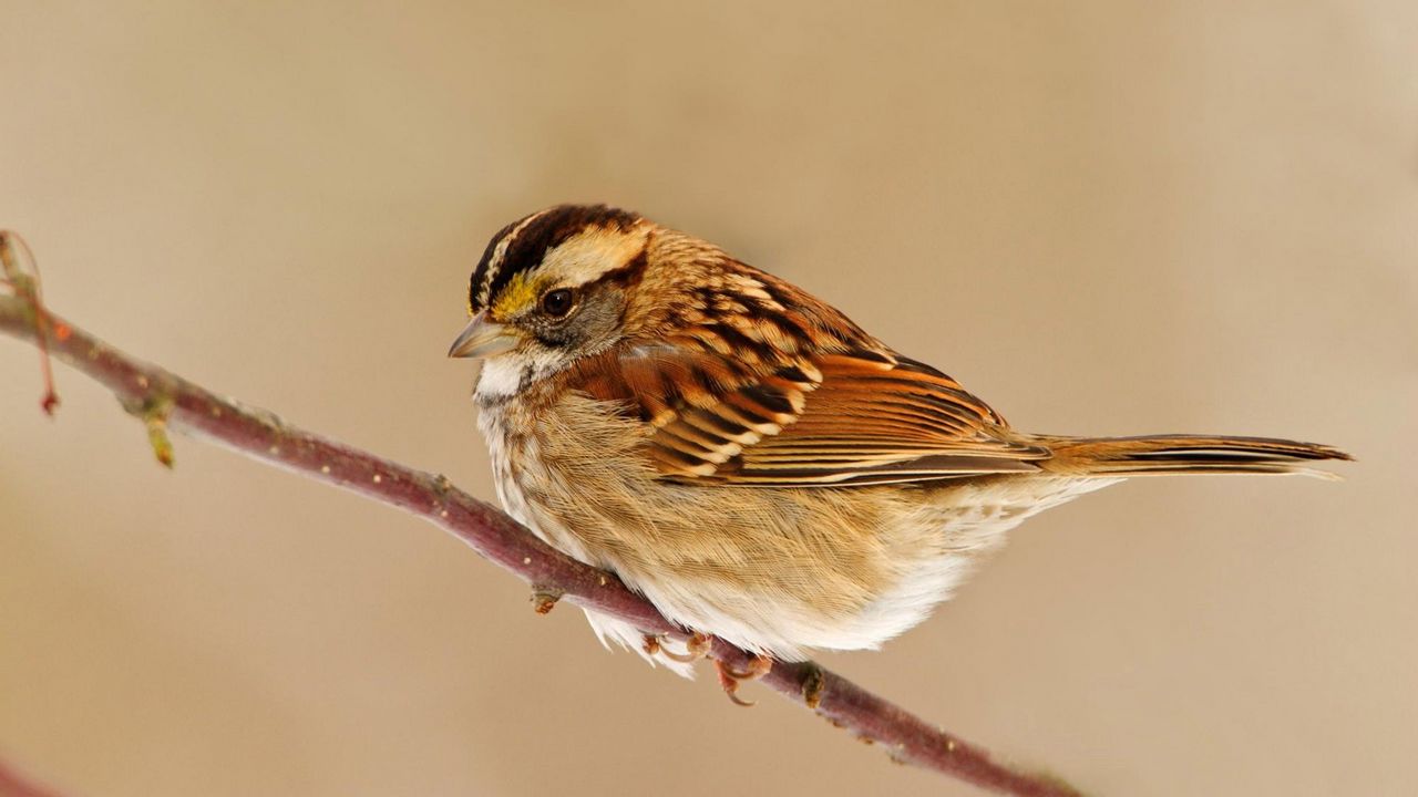 Wallpaper sparrow, bird, branch, sit