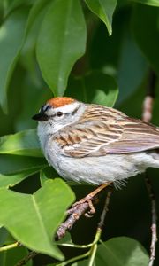 Preview wallpaper sparrow, bird, branch, leaves, blur
