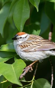 Preview wallpaper sparrow, bird, branch, leaves, blur