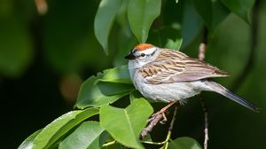 Preview wallpaper sparrow, bird, branch, leaves, blur