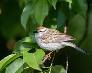 Preview wallpaper sparrow, bird, branch, leaves, blur