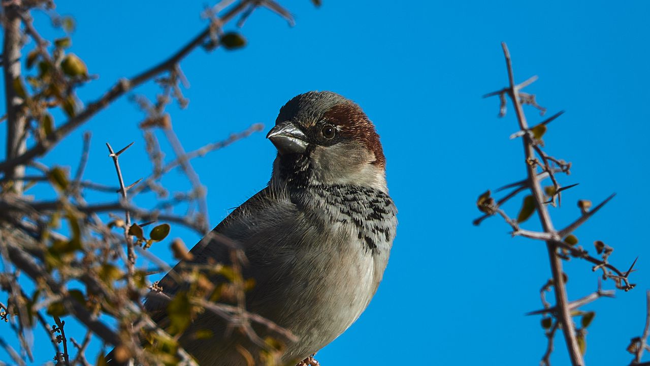 Wallpaper sparrow, bird, branches, sky
