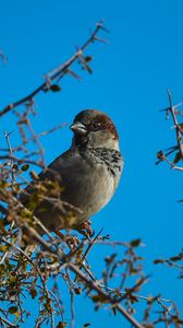 Preview wallpaper sparrow, bird, branches, sky