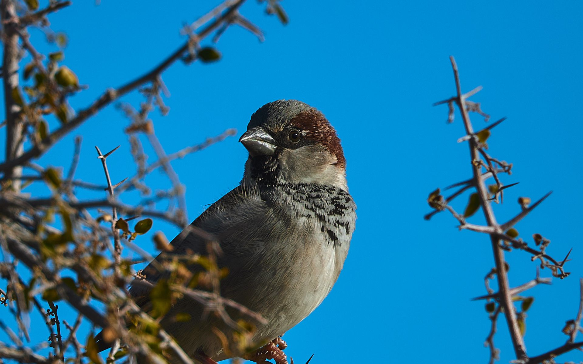1920x1200 Wallpaper sparrow, bird, branches, sky