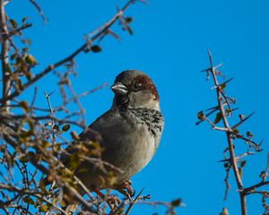 Preview wallpaper sparrow, bird, branches, sky