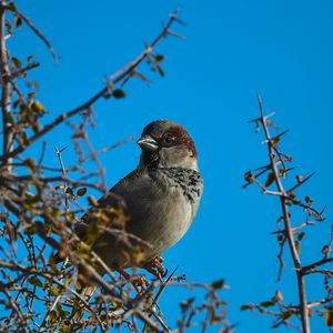 Preview wallpaper sparrow, bird, branches, sky