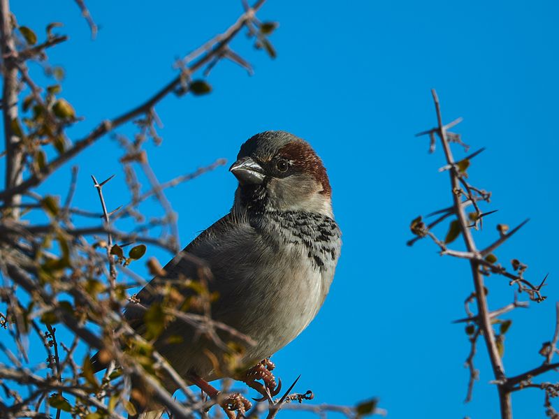 800x600 Wallpaper sparrow, bird, branches, sky
