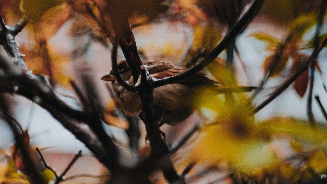 Wallpaper sparrow, bird, branches, tree