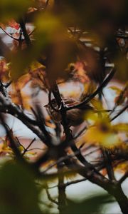 Preview wallpaper sparrow, bird, branches, tree