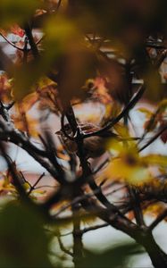 Preview wallpaper sparrow, bird, branches, tree