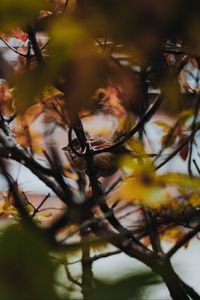 Preview wallpaper sparrow, bird, branches, tree