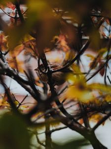 Preview wallpaper sparrow, bird, branches, tree