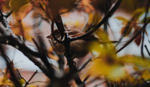 Preview wallpaper sparrow, bird, branches, tree