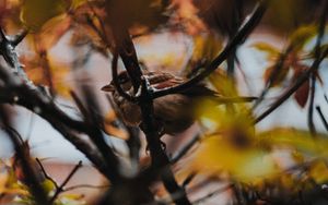 Preview wallpaper sparrow, bird, branches, tree