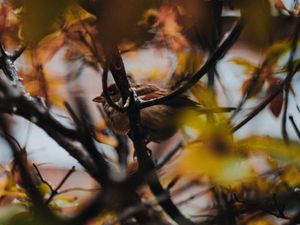 Preview wallpaper sparrow, bird, branches, tree