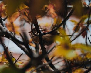 Preview wallpaper sparrow, bird, branches, tree