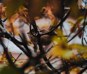 Preview wallpaper sparrow, bird, branches, tree