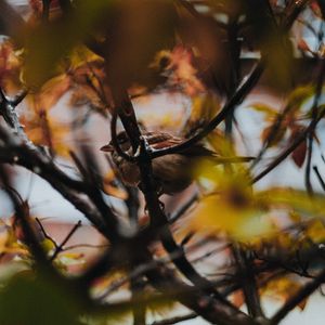 Preview wallpaper sparrow, bird, branches, tree