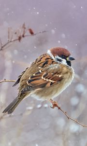 Preview wallpaper sparrow, bird, branches, snow, wildlife