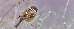 Preview wallpaper sparrow, bird, branches, snow, wildlife
