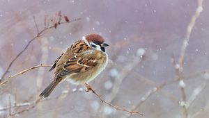 Preview wallpaper sparrow, bird, branches, snow, wildlife