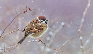 Preview wallpaper sparrow, bird, branches, snow, wildlife