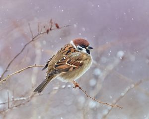 Preview wallpaper sparrow, bird, branches, snow, wildlife