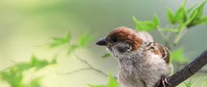 Preview wallpaper sparrow, bird, branches, leaves, sit