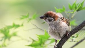 Preview wallpaper sparrow, bird, branches, leaves, sit